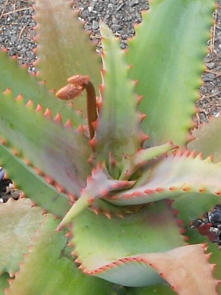 ⁦2 صبار Aloe elgonica الجونيكا⁩ - الصورة ⁦2⁩