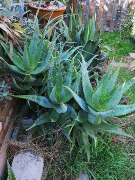 ⁦2 صبار Aloe elgonica الجونيكا⁩ - الصورة ⁦3⁩