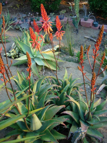 ⁦2 صبار Aloe elgonica الجونيكا⁩ - الصورة ⁦6⁩