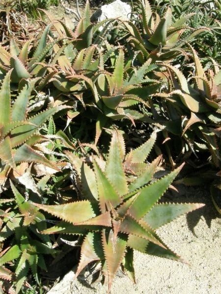 ⁦2 صبار Aloe elgonica الجونيكا⁩ - الصورة ⁦4⁩
