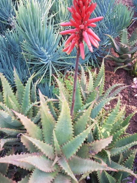 ⁦2 صبار Aloe elgonica الجونيكا⁩ - الصورة ⁦5⁩
