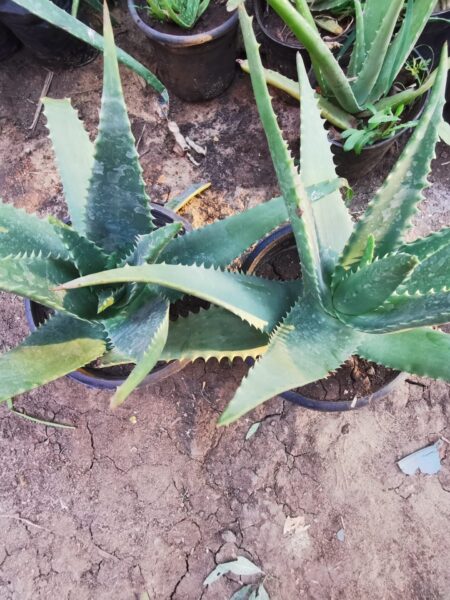 ⁦2 صبار Aloe elgonica الجونيكا⁩ - الصورة ⁦8⁩