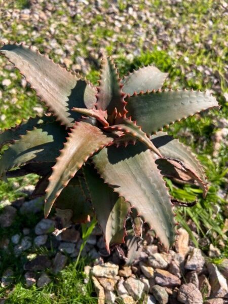 ⁦2 صبار Aloe elgonica الجونيكا⁩ - الصورة ⁦7⁩