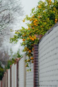 lemon tree growing behind a brick wall