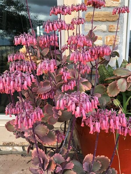 ⁦نبات طبيعي للزراعة المنزلية Kalanchoe fedtschenkoi كالانتشو فيدتشينكوي كلانشو اللافندر⁩ - الصورة ⁦8⁩