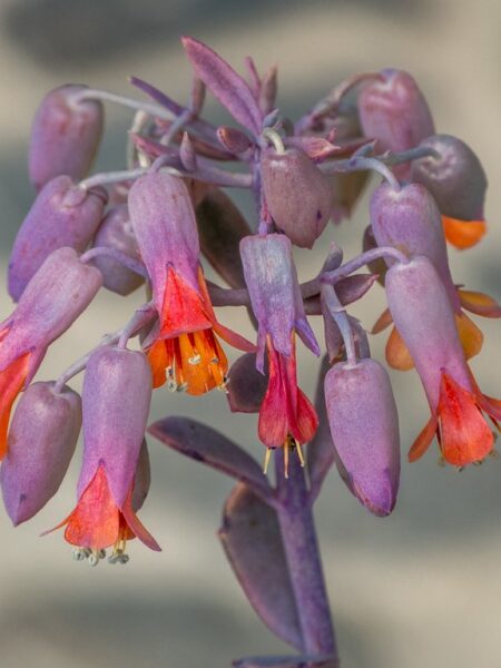 ⁦نبات طبيعي للزراعة المنزلية Kalanchoe fedtschenkoi كالانتشو فيدتشينكوي كلانشو اللافندر⁩ - الصورة ⁦7⁩