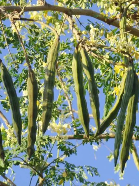 ⁦شجرة المورينجا للزراعة المنزلية وتسمى الشجرة المعجزة 2⁩ - الصورة ⁦2⁩