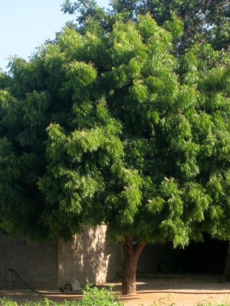 ⁦3 اشجار نيم صغيرة من ازاديراشتا انديكا هي اشجار الظل وطارد الحشرات اشجار النيم⁩ - الصورة ⁦11⁩