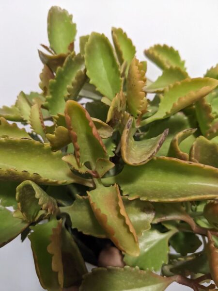⁦Kalanchoe Longiflora Coccinea - Tugela Cliff-kalanchoe - نباتات حية حية عصارية- نبات كلانشو⁩ - الصورة ⁦2⁩