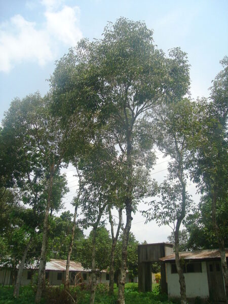⁦شجرة فاكهة البامبوزيا أو الجامبولان Java plum⁩ - الصورة ⁦8⁩