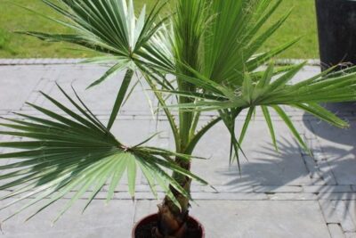 2 نبات نخيل واشنطوني - ‫برتشارديا‬ Washingtonia للزراعة المنزلية