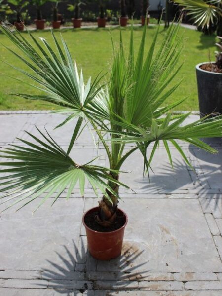 2 نبات نخيل واشنطوني - ‫برتشارديا‬ Washingtonia للزراعة المنزلية