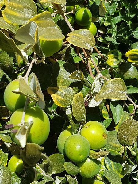 شجرة سدر مطعمة - نبق تفاحي غزير الإنتاج لزراعة الحدائق والحقول وأسطح المنازل