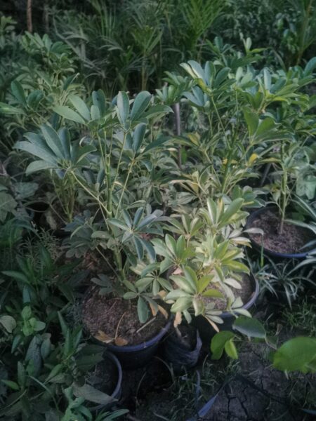 نبات شفليرا  Schefflera Arboriecola للزراعة داخل المنازل والمكاتب والأماكن الظليلة