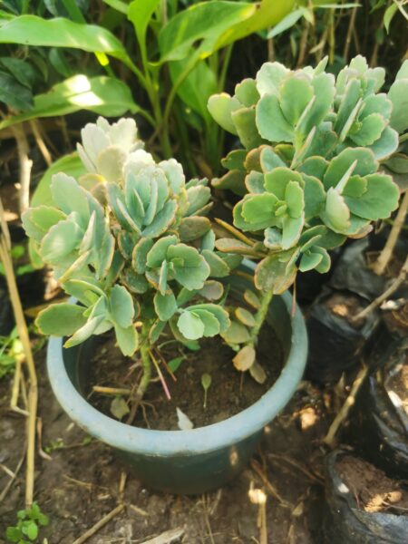 ⁦نبات طبيعي للزراعة المنزلية Kalanchoe fedtschenkoi كالانتشو فيدتشينكوي كلانشو اللافندر⁩ - الصورة ⁦5⁩