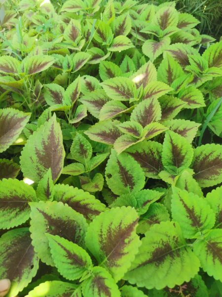5نبات السجاد -الكوليوس Coleus للزراعة المنزلية والحدائق وأماكن الظل والنصف ظل