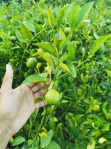 ⁦شجرة يوسفي مثمرة⁩ - الصورة ⁦6⁩
