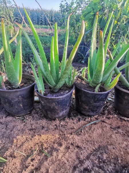 5 نباتات صبار الألوفيرا صغير للزراعة المنزلية في البلكونات والحدائق