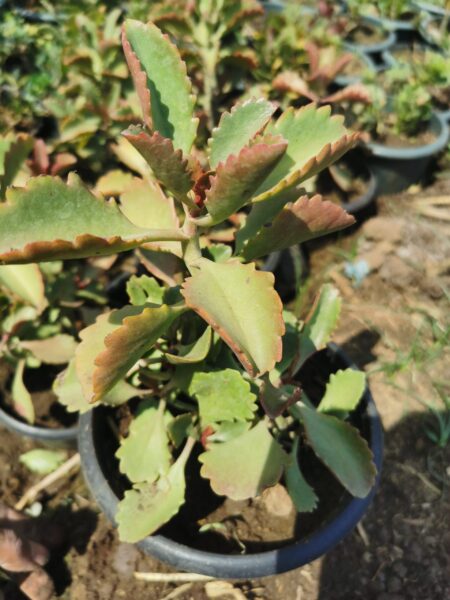 Kalanchoe Longiflora Coccinea - Tugela Cliff-kalanchoe - نباتات حية حية عصارية- نبات كلانشو