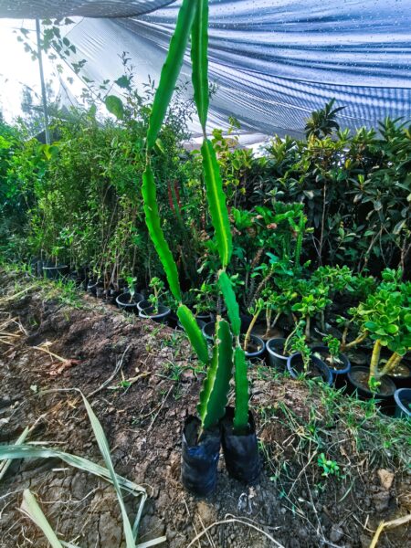 ⁦2 نبات فاكهة الدراجون فروت أو نبات التنين dragon fruit⁩ - الصورة ⁦18⁩