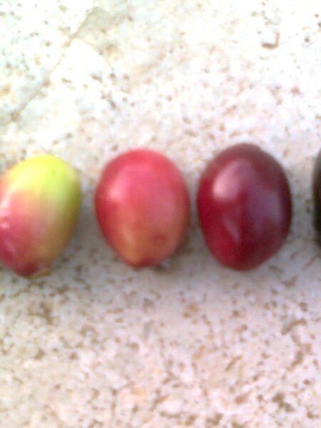 ⁦شجرة فاكهة البامبوزيا أو الجامبولان Java plum⁩ - الصورة ⁦4⁩