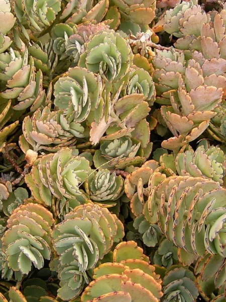 ⁦نبات طبيعي للزراعة المنزلية Kalanchoe fedtschenkoi كالانتشو فيدتشينكوي كلانشو اللافندر⁩ - الصورة ⁦3⁩