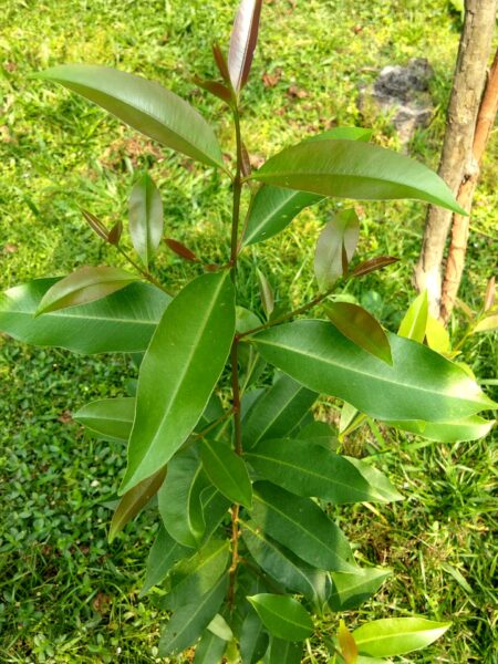 ⁦شجرة فاكهة البامبوزيا أو الجامبولان Java plum⁩ - الصورة ⁦2⁩