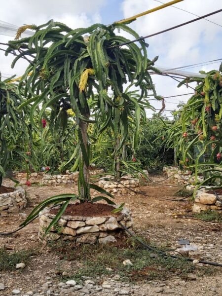 ⁦2 نبات فاكهة الدراجون فروت أو نبات التنين dragon fruit⁩ - الصورة ⁦14⁩
