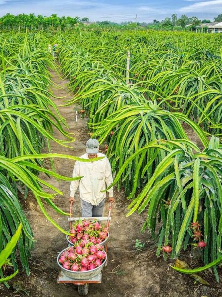 ⁦2 نبات فاكهة الدراجون فروت أو نبات التنين dragon fruit⁩ - الصورة ⁦9⁩