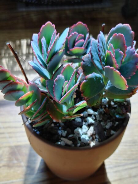 ⁦نبات طبيعي للزراعة المنزلية Kalanchoe fedtschenkoi كالانتشو فيدتشينكوي كلانشو اللافندر⁩ - الصورة ⁦6⁩
