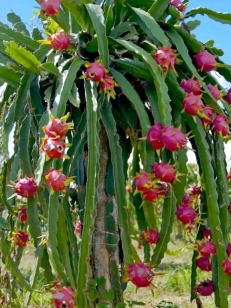 ⁦2 نبات فاكهة الدراجون فروت أو نبات التنين dragon fruit⁩ - الصورة ⁦12⁩