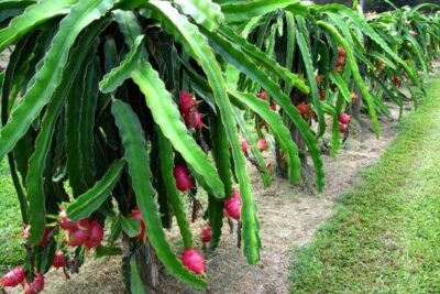 2 نبات فاكهة الدراجون فروت أو نبات التنين dragon fruit