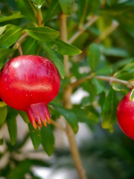 fruit, leaf, food-3036563.jpg