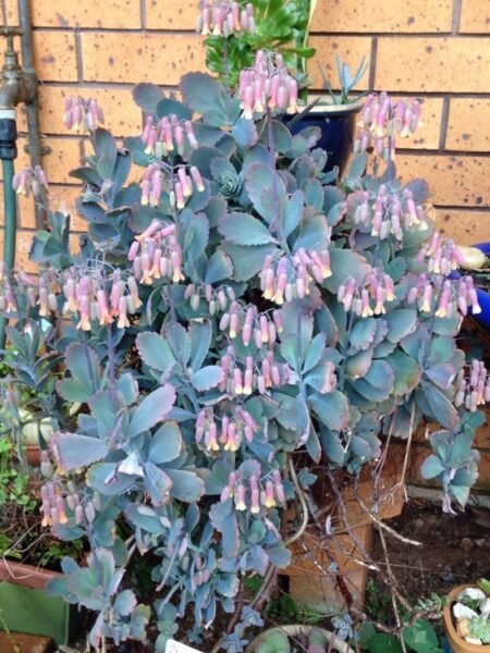 ⁦نبات طبيعي للزراعة المنزلية Kalanchoe fedtschenkoi كالانتشو فيدتشينكوي كلانشو اللافندر⁩ - الصورة ⁦2⁩