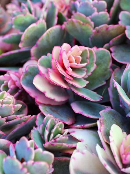 نبات طبيعي للزراعة المنزلية Kalanchoe fedtschenkoi كالانتشو فيدتشينكوي كلانشو اللافندر
