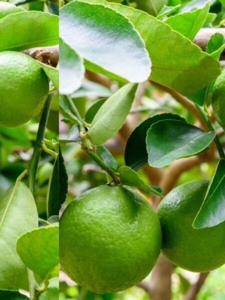 شجرة ليمون صغيرة عليها ثمار للزراعة المنزلية في أصيص أو حديقة