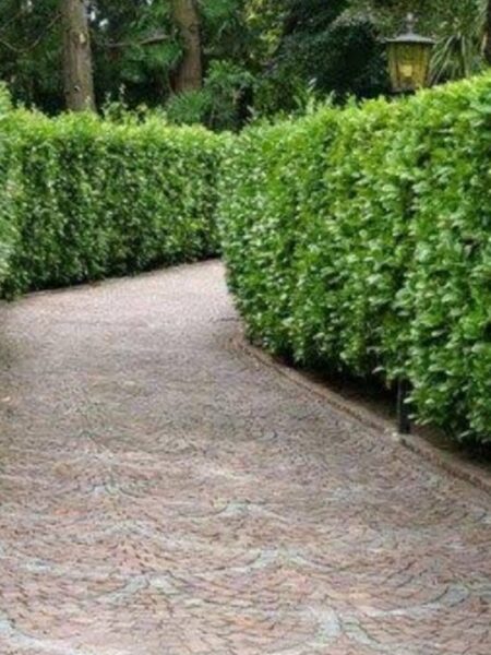 ⁦سور من الأشجار 3 متر لحماية المنزل وتوفير الظل والخصوصية⁩ - الصورة ⁦11⁩