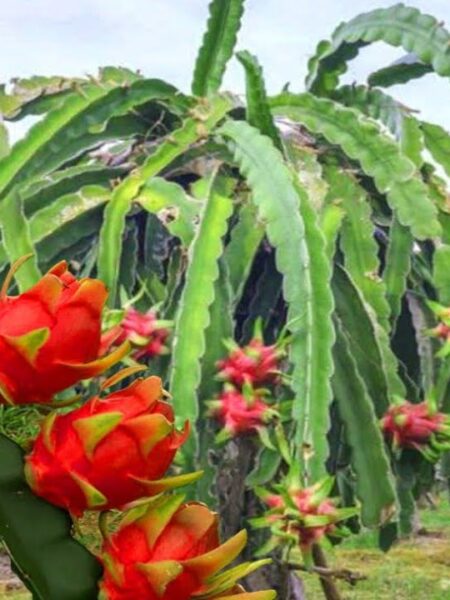 ⁦2 نبات فاكهة الدراجون فروت أو نبات التنين dragon fruit⁩ - الصورة ⁦15⁩