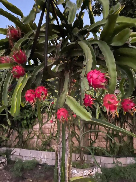 ⁦2 نبات فاكهة الدراجون فروت أو نبات التنين dragon fruit⁩ - الصورة ⁦16⁩