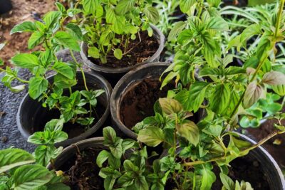 5 شتلات نبات نعناع الكلونيا نبات عطري طبيعي للزراعة المنزلية في البلكونة والحديقة