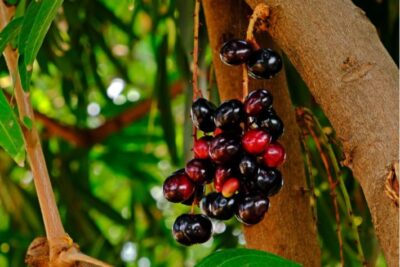 شجرة فاكهة البامبوزيا أو الجامبولان Java plum