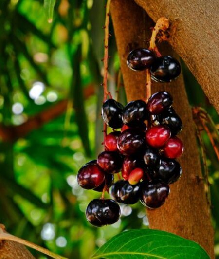 شجرة فاكهة البامبوزيا أو الجامبولان Java plum