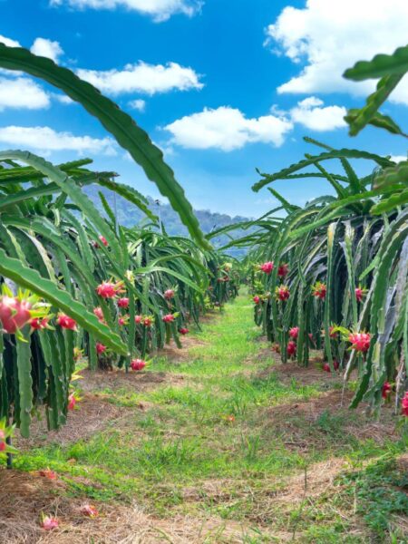 ⁦2 نبات فاكهة الدراجون فروت أو نبات التنين dragon fruit⁩ - الصورة ⁦17⁩