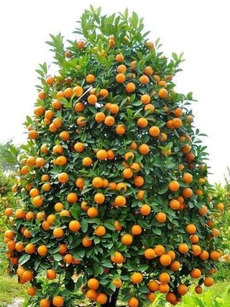 ⁦شجرة يوسفي مثمرة⁩ - الصورة ⁦9⁩