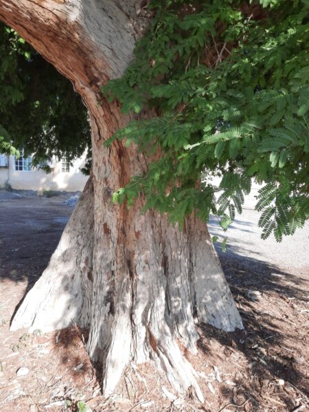 ⁦شجرة تمر هندي Tamarindus indica للزراعة المنزلية في الحديقة أو أصيص كبير⁩ - الصورة ⁦2⁩