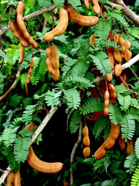 ⁦شجرة تمر هندي Tamarindus indica للزراعة المنزلية في الحديقة أو أصيص كبير⁩ - الصورة ⁦3⁩