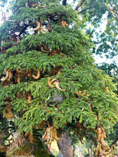 ⁦شجرة تمر هندي Tamarindus indica للزراعة المنزلية في الحديقة أو أصيص كبير⁩ - الصورة ⁦5⁩