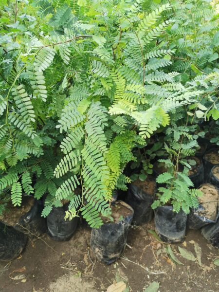 ⁦شجرة تمر هندي Tamarindus indica للزراعة المنزلية في الحديقة أو أصيص كبير⁩ - الصورة ⁦6⁩