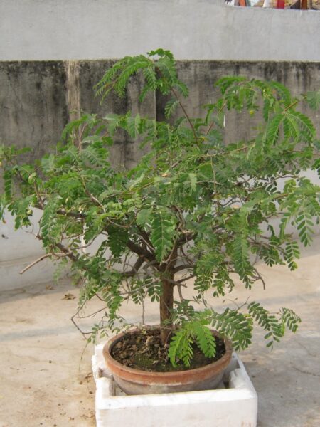 ⁦شجرة تمر هندي Tamarindus indica للزراعة المنزلية في الحديقة أو أصيص كبير⁩ - الصورة ⁦7⁩