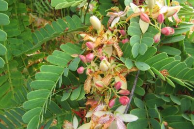 شجرة تمر هندي Tamarindus indica للزراعة المنزلية في الحديقة أو أصيص كبير